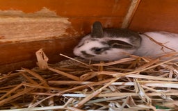 Mini Lop rabbits for sale: 3 beautiful girl baby bunnies  - Image 5