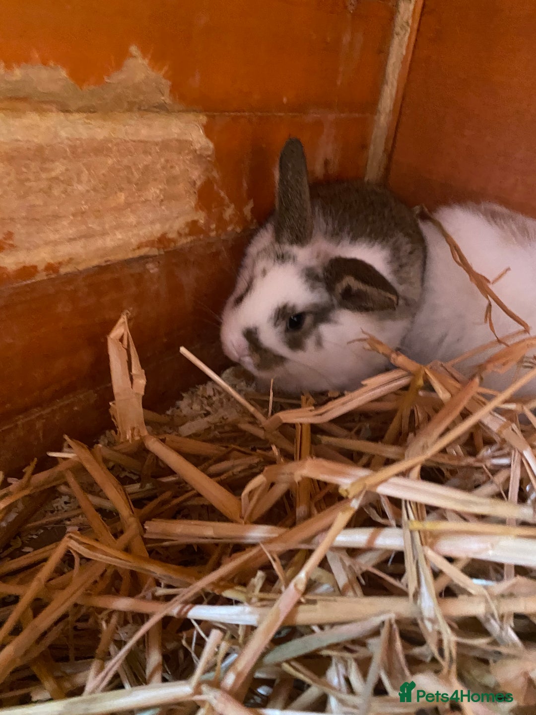 Mini Lop rabbits for sale: 3 beautiful girl baby bunnies  - Image 5