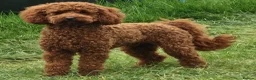 Labradoodle dogs for sale: Possibly The darkest fox red labradoodles in Alnwick - Advert 9