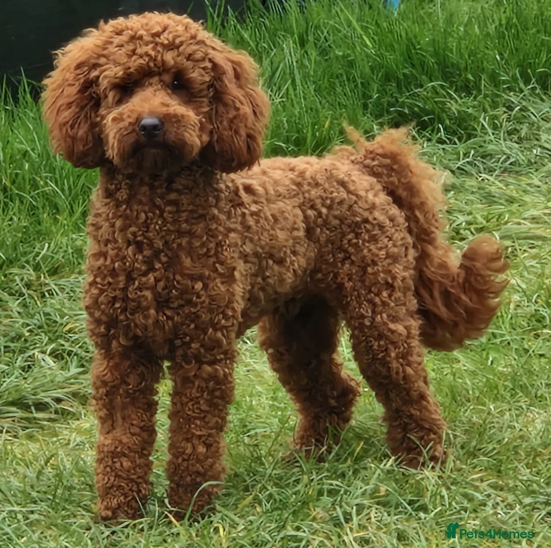 Labradoodle dogs for sale: Possibly The darkest fox red labradoodles in Alnwick - Advert 9