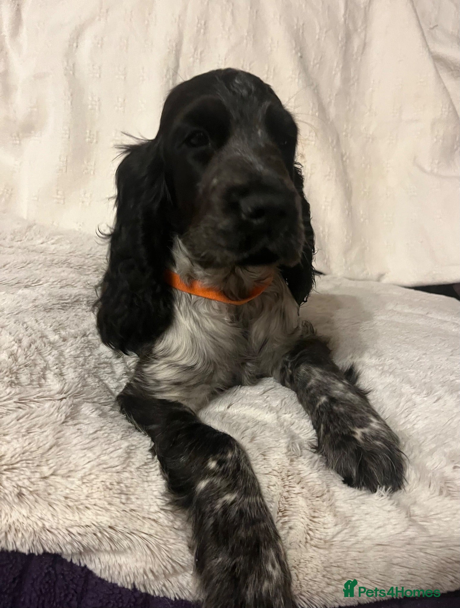 Cocker Spaniel dogs Show type cocker spaniel puppies  - Advert 8