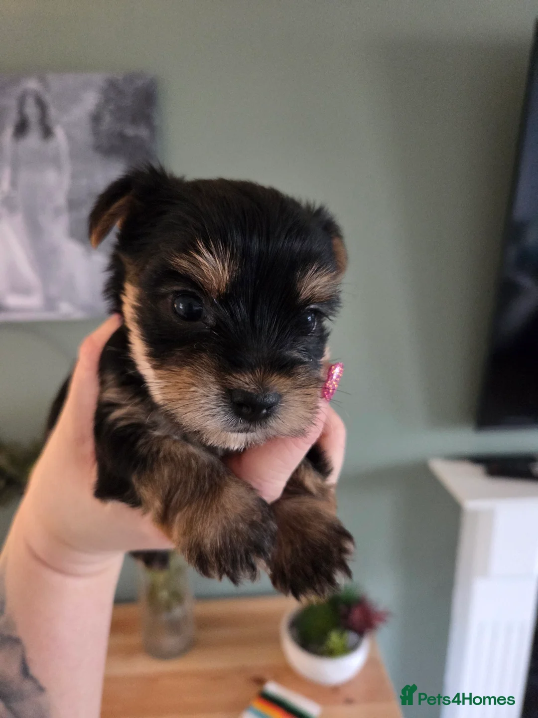 Yorkshire Terrier dogs for sale: Beautiful miniature Yorkshire terrier puppies - Advert 18