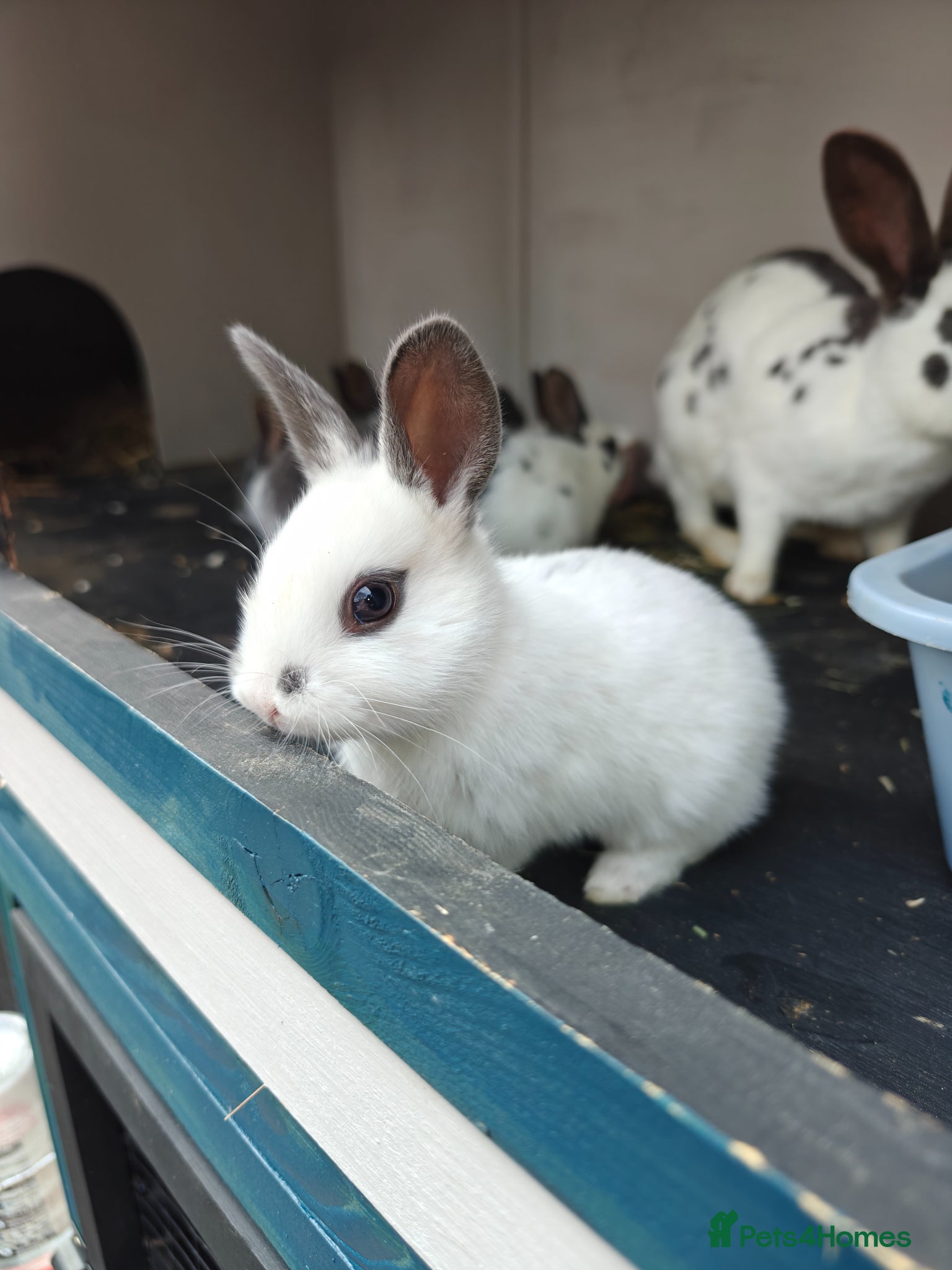 Rex rabbits Mini Rex Rabbits  - Advert 8