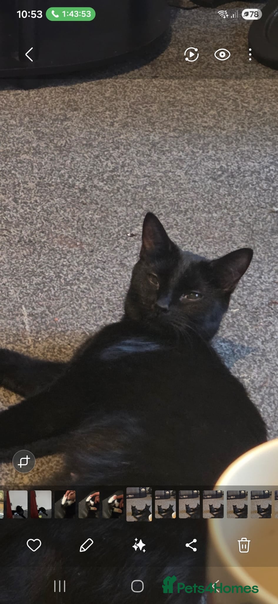 Mixed Breed cats 3 adorable kittens looking for their forever homes - Advert 1