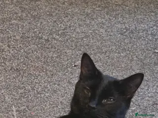 Mixed Breed cats 3 adorable kittens looking for their forever homes - Advert 1