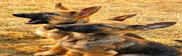 Mixed Breed dogs for sale: 🐶German Shepherd x Dutch Working-Line Puppies 🐶 - Advert 8