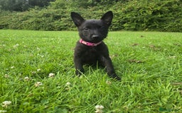 Belgian Shepherd Dog dogs for sale: Duch scheperd puppy for sale in Warrington - Image 11