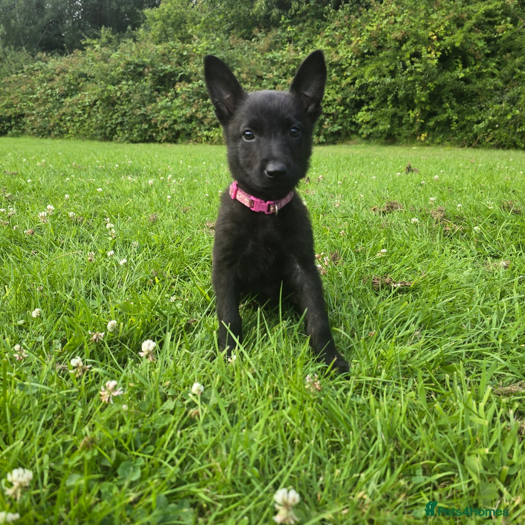 Belgian Shepherd Dog dogs for sale: Duch scheperd puppy for sale in Warrington - Image 11