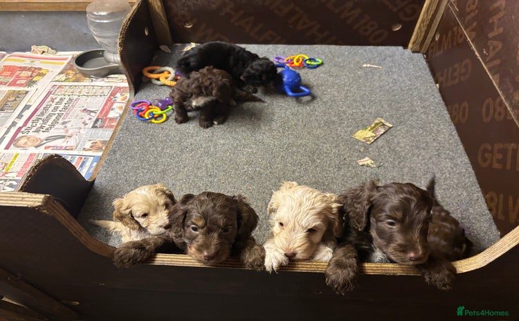 Cockapoo dogs - Advert 1