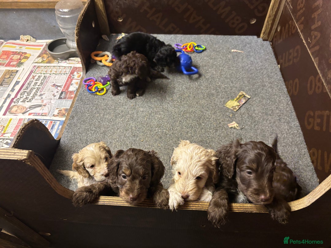 Cockapoo dogs for sale: Gorgeous Cockapoo puppies  - Image 1