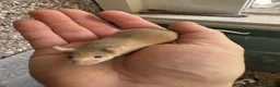 Mouse rodents for sale: Pet Fancy Mice - Advert 3
