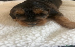 Cockapoo dogs for sale: Cockerpoo Male  - Image 4