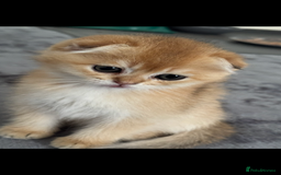 Scottish Fold cats for sale: purebred kittens Gold Scottish Fold Chinchilla - Image 9