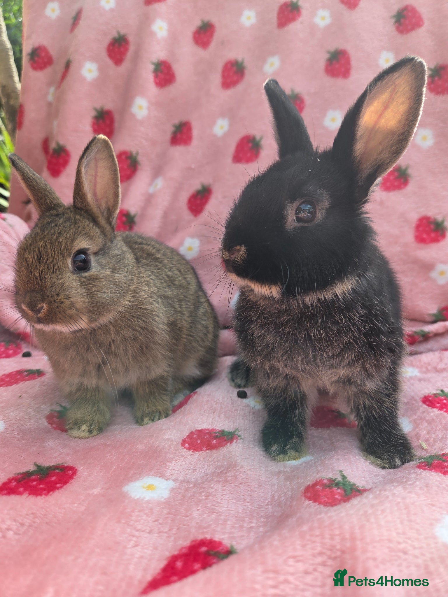 Netherland Dwarf rabbits Last 2 💗🩵 Netherland Dwarf  9weeks - Advert 2