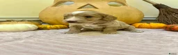 Cockapoo dogs for sale: Double miniature cockapoos  - Advert 10