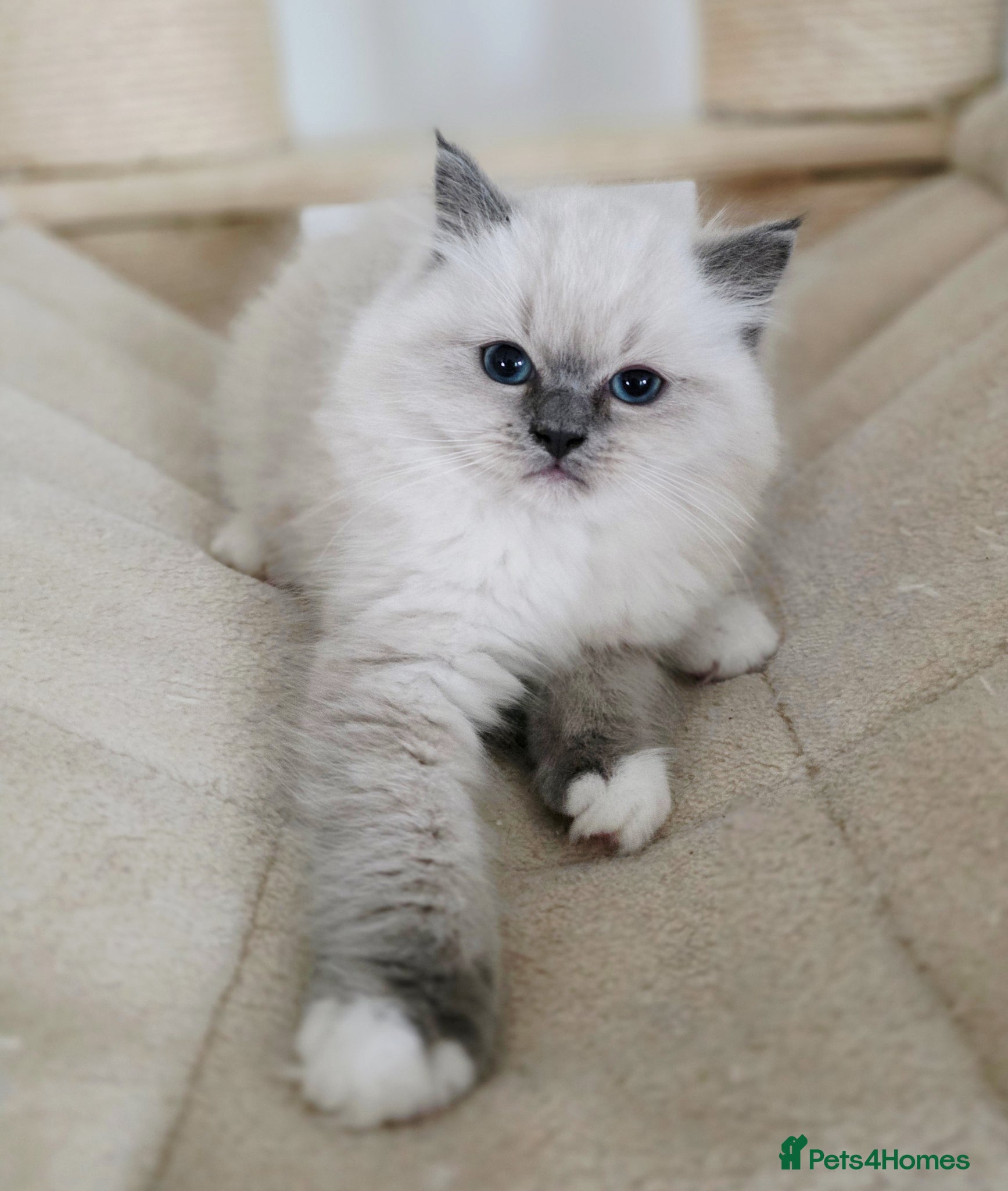 Ragdoll cats 2 European babies. Champion lines. Tica - Advert 12