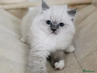 Ragdoll cats 2 European babies. Champion lines. Tica - Advert 12