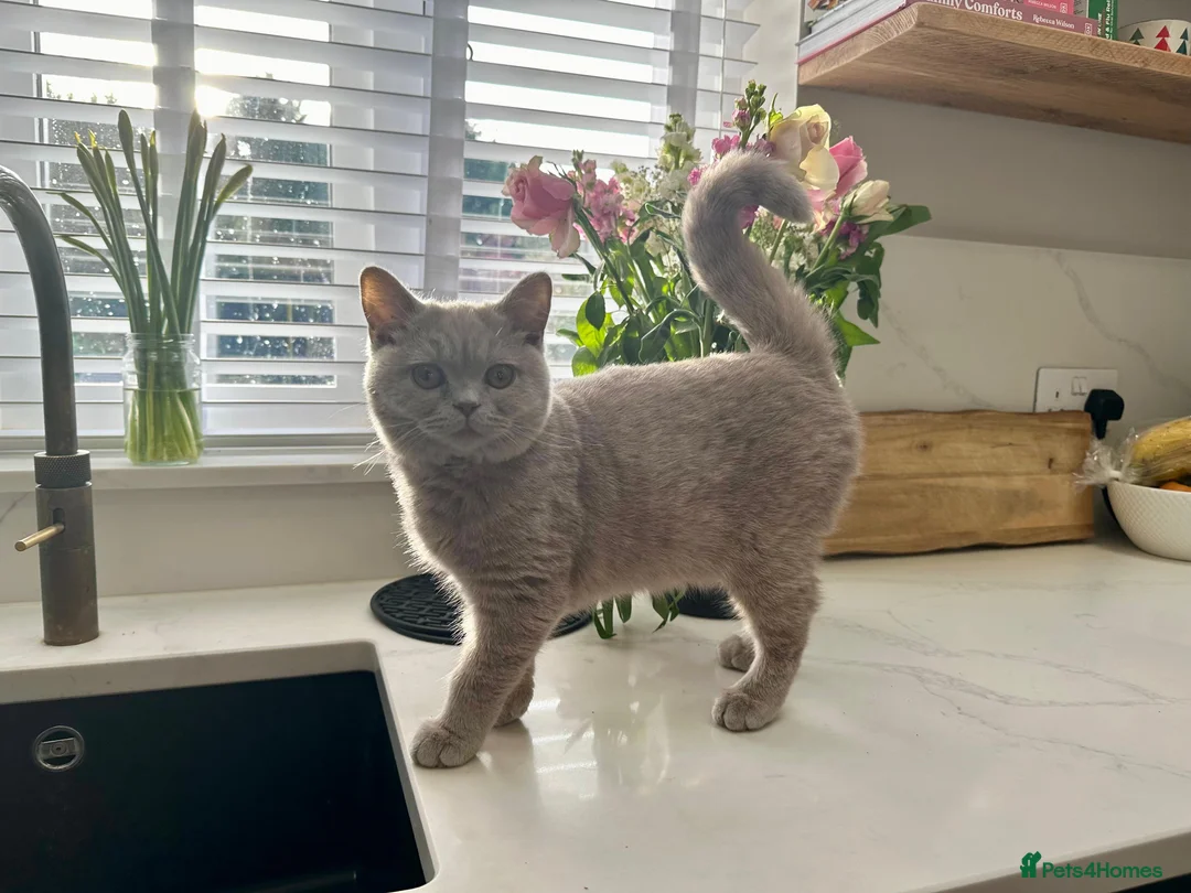 British Shorthair cats for sale: Ted - 17 month lilac British Shorthair - Advert 3