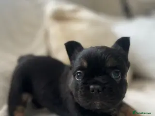 French Bulldog dogs FLUFFY FRENCHIE READY NOW in London - Advert 4