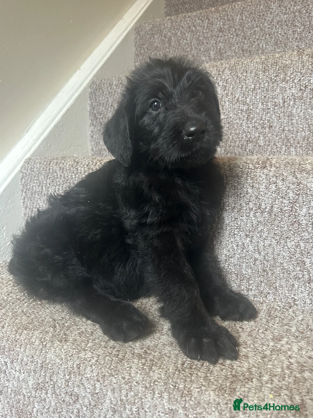Labradoodle dogs for sale: F1 Labradoobles puppy’s ❤️💙 - Advert 2