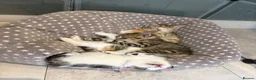 Mixed Breed cats for sale: Gorgeous little of kittens for sale  in Maidenhead - Advert 6