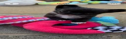 Chihuahua dogs for sale: Super tiny & stunning Chihuahua Boy 🐾 - Advert 10