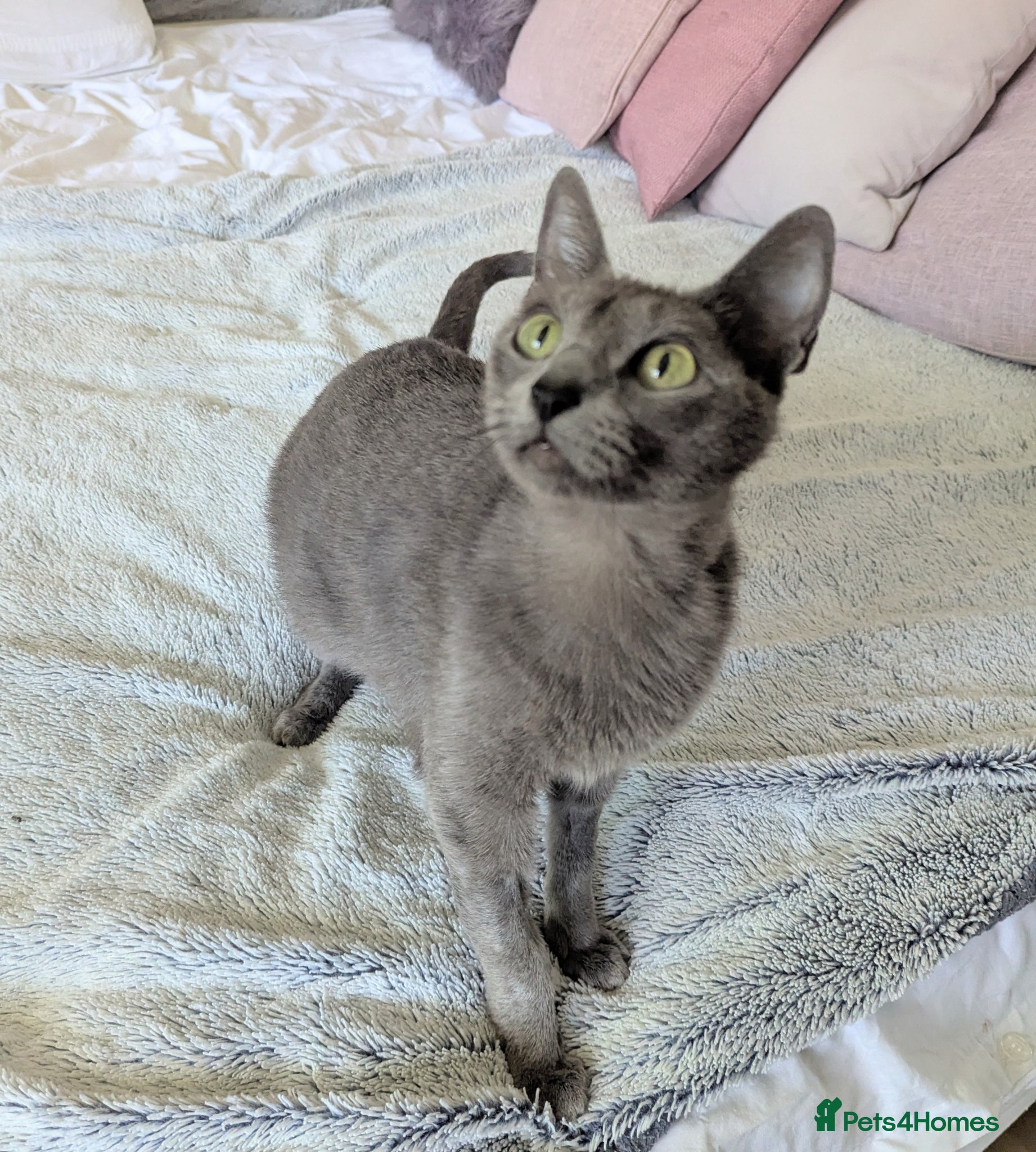 Russian Blue cats for sale: GCCF Registered Mia Seeking a Loving Home - Advert 1
