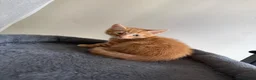 Mixed Breed cats for sale: Kittens  - Advert 7