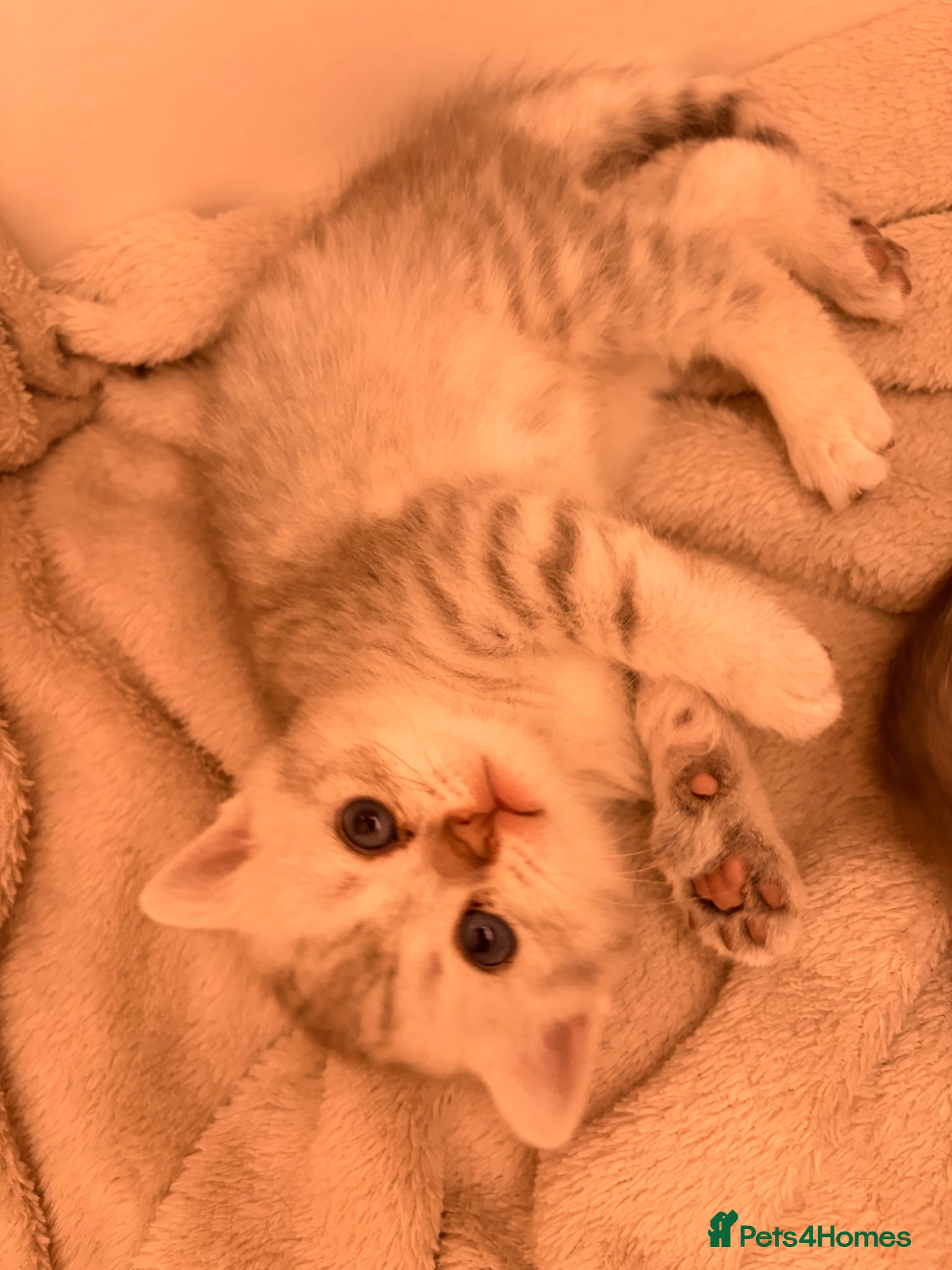 British Shorthair cats Stunning BSH x Scottish Fold kittens - Advert 1