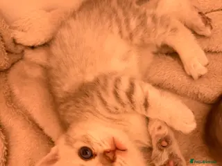 British Shorthair cats Stunning BSH x Scottish Fold kittens - Advert 1