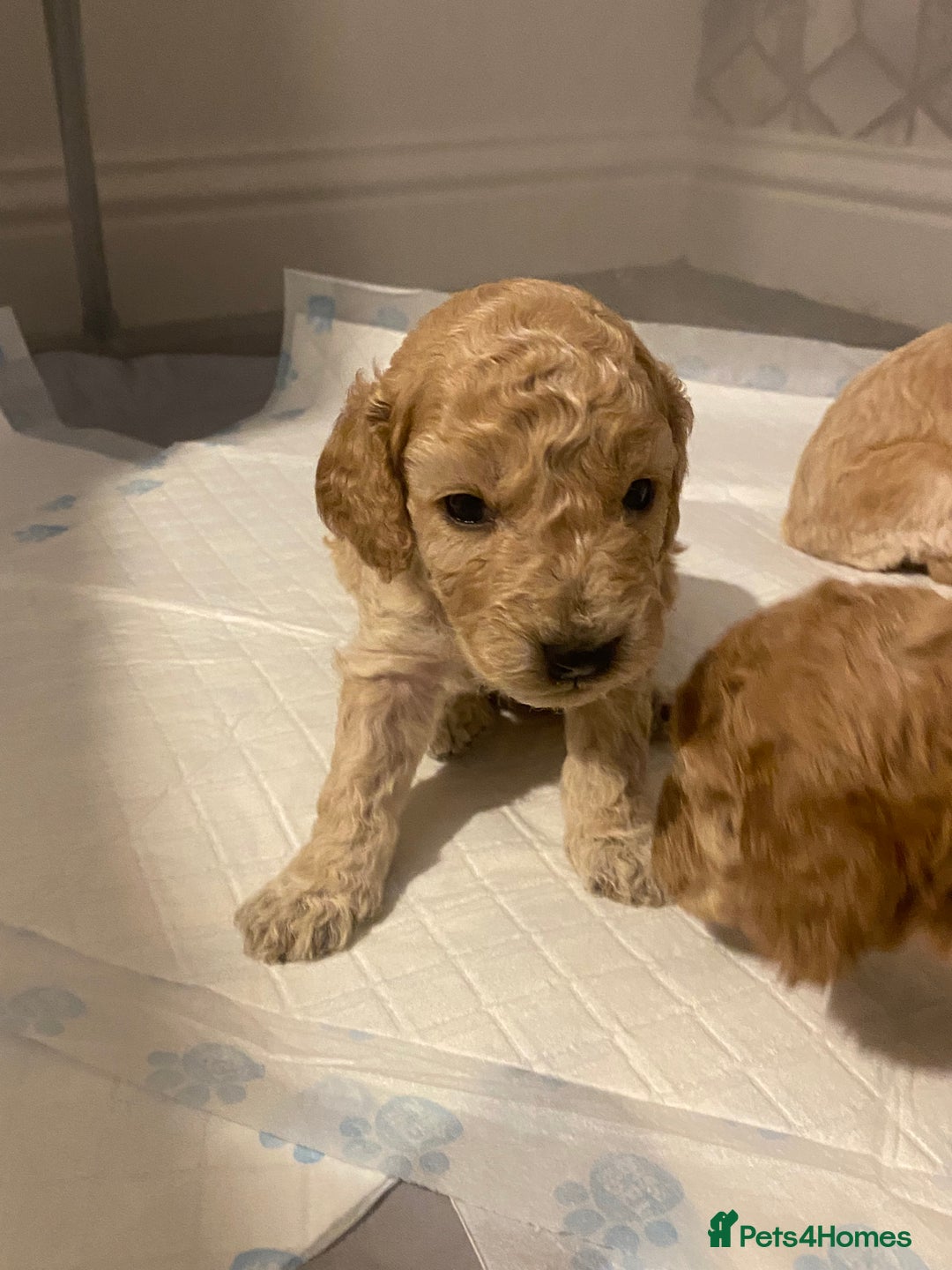 Cockapoo dogs for sale: F2 Cockapoo - Image 17