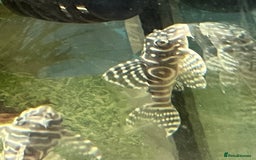 Plecos fish for sale: L333 Gurupa Rare! 9 adults.  - Image 19