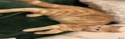 British Shorthair cats for sale: British short hair  in Nottingham - Advert 11