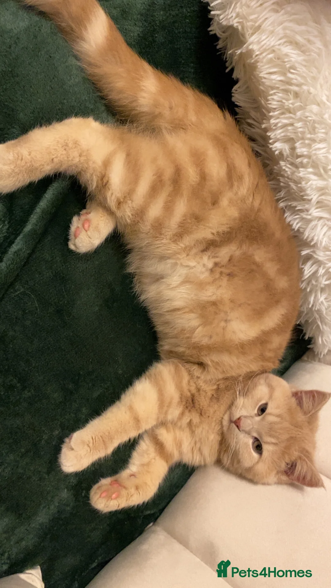British Shorthair cats for sale: British short hair  in Nottingham - Advert 11