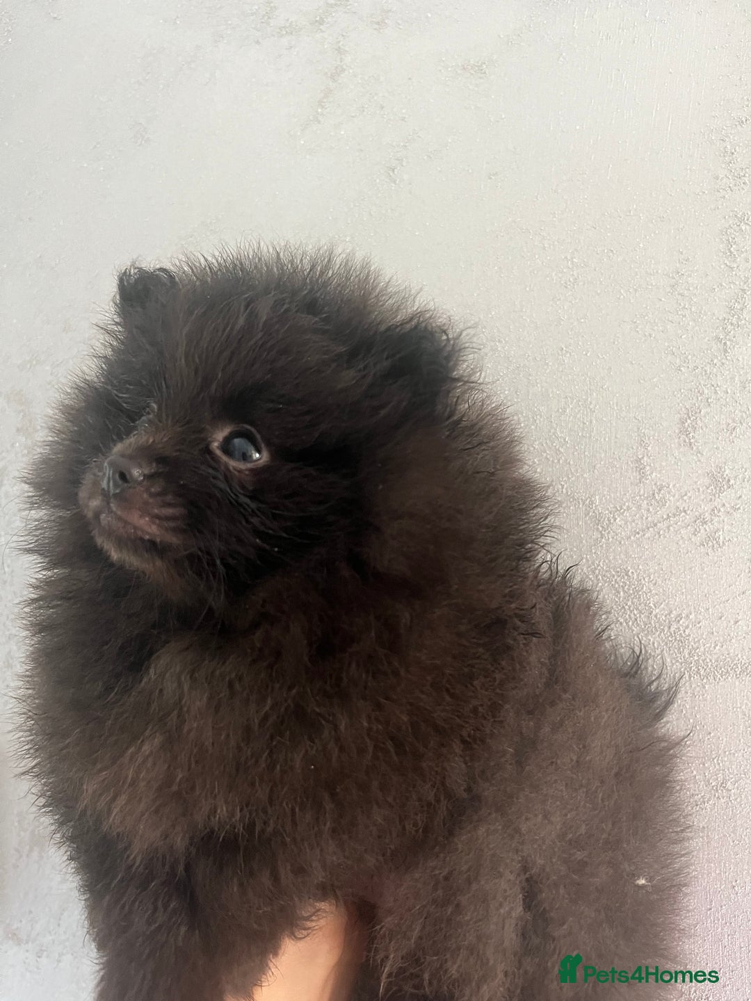 Pomeranian dogs for sale: Beautiful Pomeranians babies ready now! - Image 5
