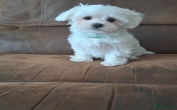 Maltese dogs for sale: Adorable Maltese Puppies For Sale❤️ - Image 16