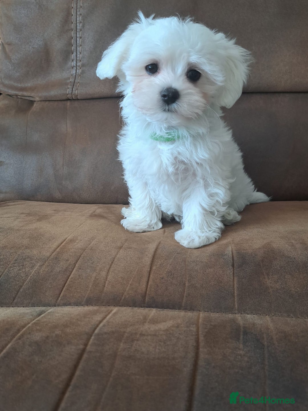 Maltese dogs for sale: Adorable Maltese Puppies For Sale❤️ - Image 16