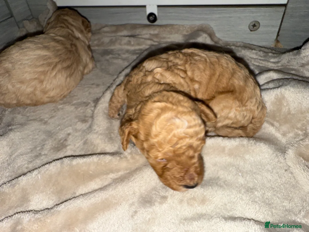Poochon dogs for sale: Gorgeous poochons for sale  - Advert 16