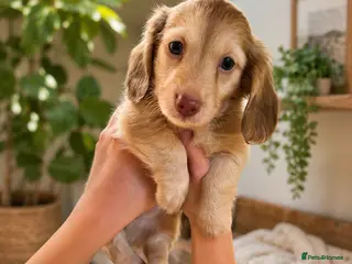 Miniature Dachshund dogs 2 boys still available miniature Dachshunds - Advert 4