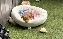 Jack Russell dogs for sale: Beautiful Muchwenlock Jack Russell puppies - Image 39