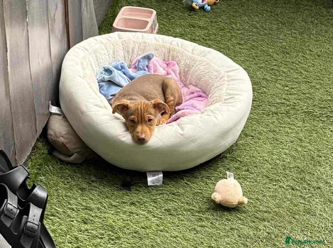 Jack Russell dogs for sale: Beautiful Muchwenlock Jack Russell puppies - Image 39