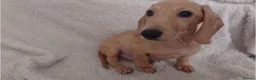 Miniature Dachshund dogs for sale: Cream Mini Dachshund Puppy Last one - Advert 12