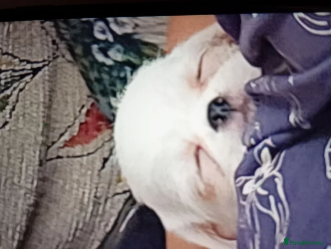 Mixed Breed dogs for sale: Pugz boy puppies,  - Advert 1