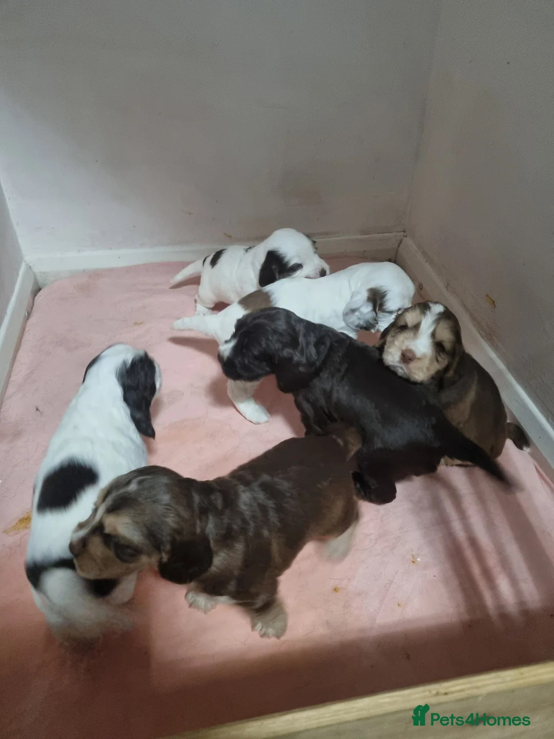 Cocker Spaniel dogs for sale:  Show Cockerspaniel puppies - Advert 8