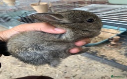 Netherland Dwarf rabbits for sale: Gorgeous Netherland Dwarf Rabbits - Ready in Sept - Image 11