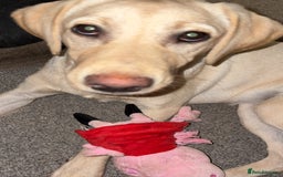 Labrador Retriever dogs for sale: 10 month old female yellow lab  - Image 2