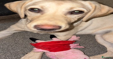 Labrador Retriever dogs - Advert 7