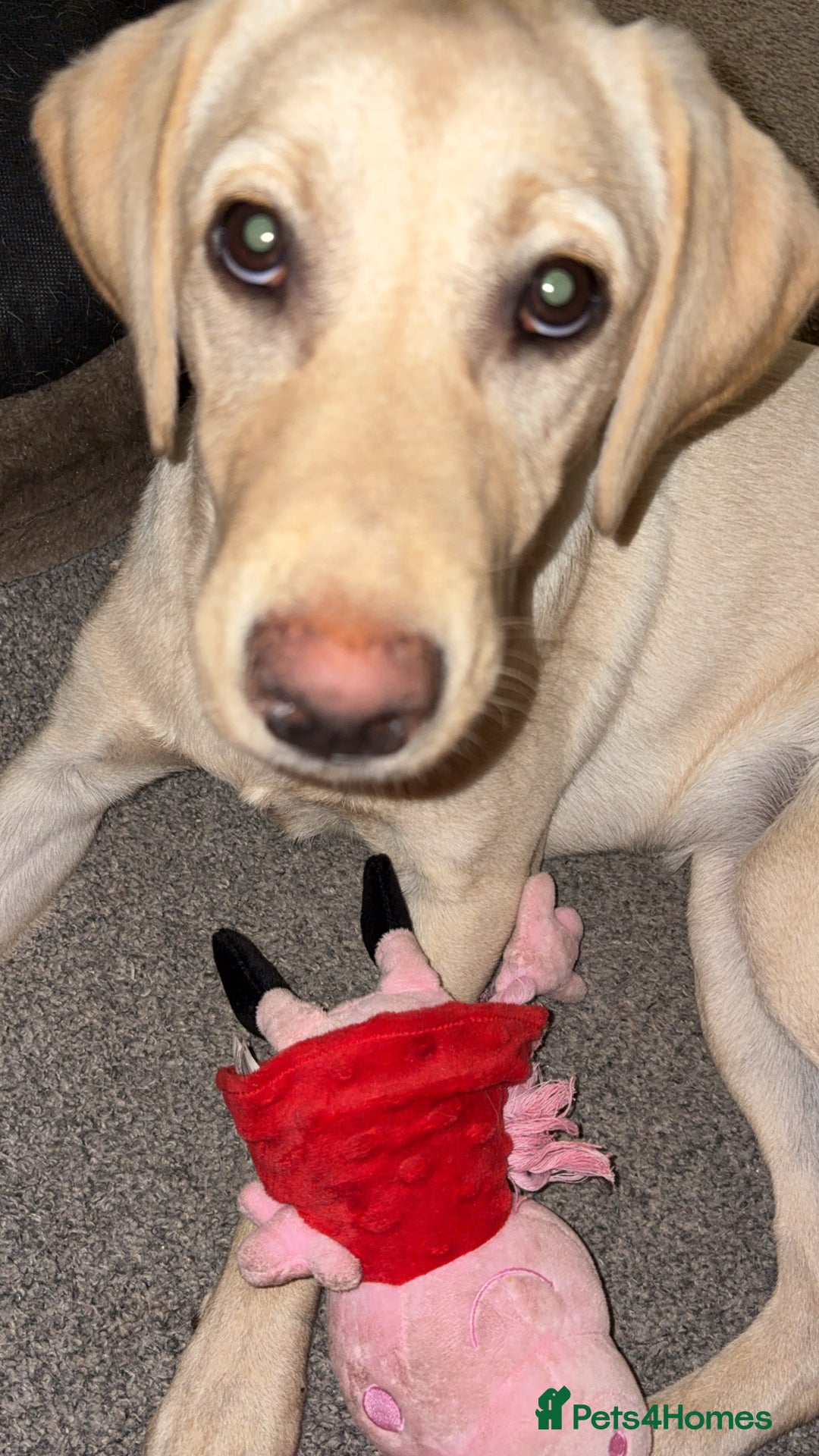 Labrador Retriever dogs for sale: 10 month old female yellow lab  - Image 2