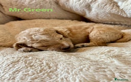 Cockapoo dogs for sale: Beautiful F1B cockapoo puppies  - Image 7