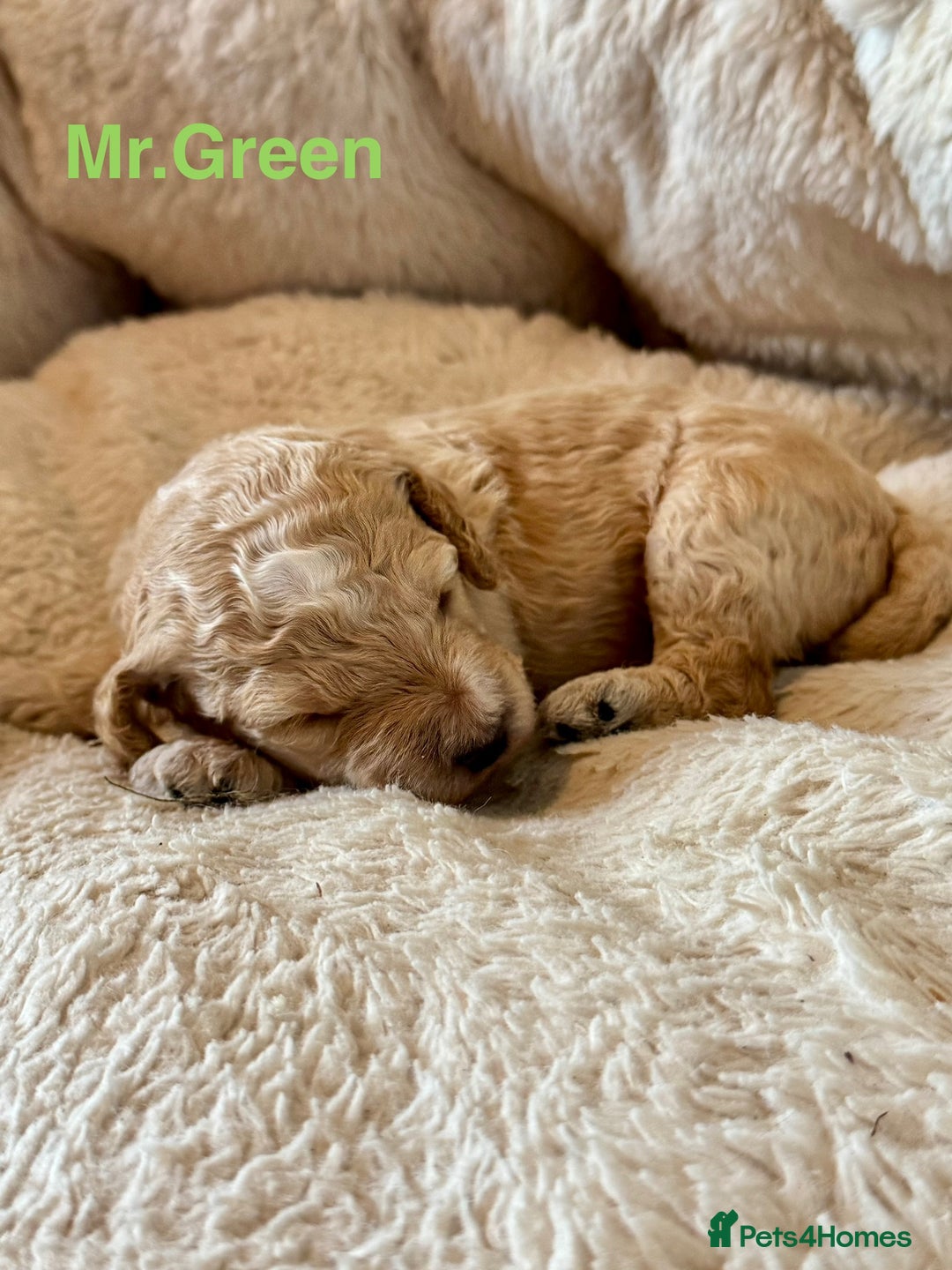 Cockapoo dogs for sale: Beautiful F1B cockapoo puppies  - Image 7